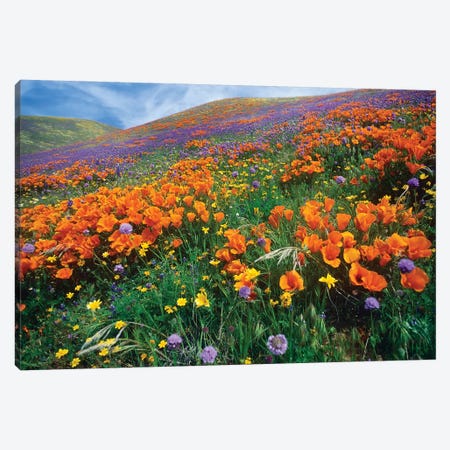 California Poppy And Other Wildflowers Growing On Hillside, Spring, Antelope Valley, California Canvas Print #TFI171} by Tim Fitzharris Canvas Wall Art