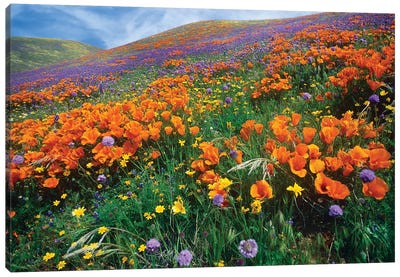 California Poppy And Other Wildflowers Growing On Hillside, Spring, Antelope Valley, California Canvas Art Print