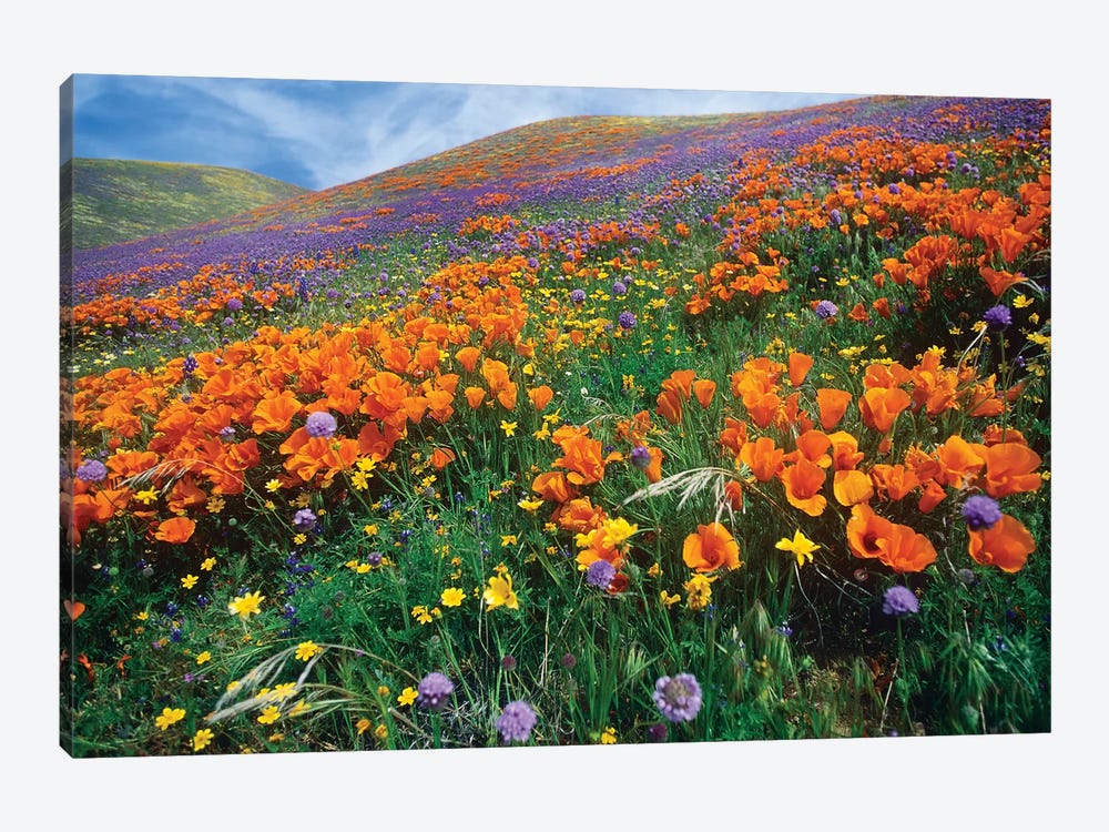 California Poppy And Other Wildflowers Growing On Hillside, Spring, Antelope Valley, California by Tim Fitzharris 1-piece Canvas Art Print