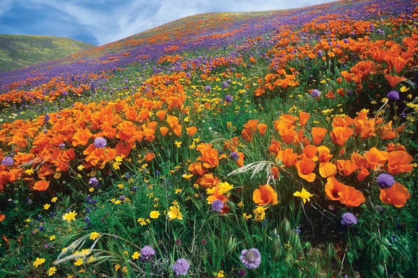 Large Photography - Canvas Prints: California Poppy And Other Wildflowers Growing On Hillside, Spring, Antelope Valley, California by Tim Fitzharris