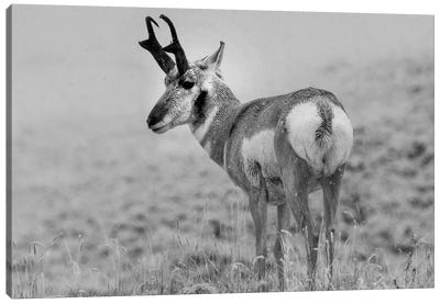Pronghorn Antelope, Yellowstone National Park, Wyoming Canvas Art Print - Antelopes