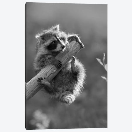 Raccoon baby climbing on tree limb, North America Canvas Print #TFI1730} by Tim Fitzharris Art Print