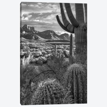 Saguaro and barrel cacti, Sant Catalina Mountains, Catalina State Park, Arizona Canvas Print #TFI1740} by Tim Fitzharris Canvas Art