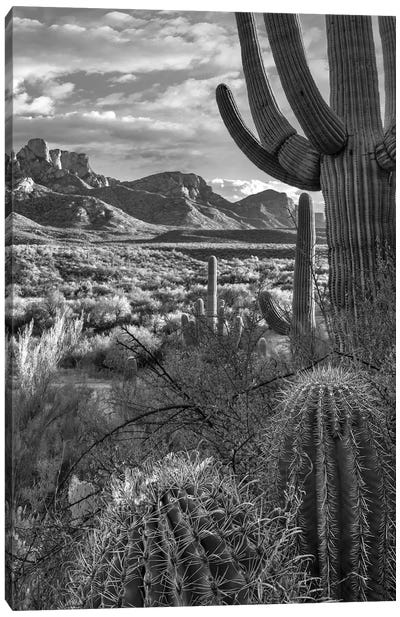 Saguaro and barrel cacti, Sant Catalina Mountains, Catalina State Park, Arizona Canvas Art Print - Desert Landscape Photography
