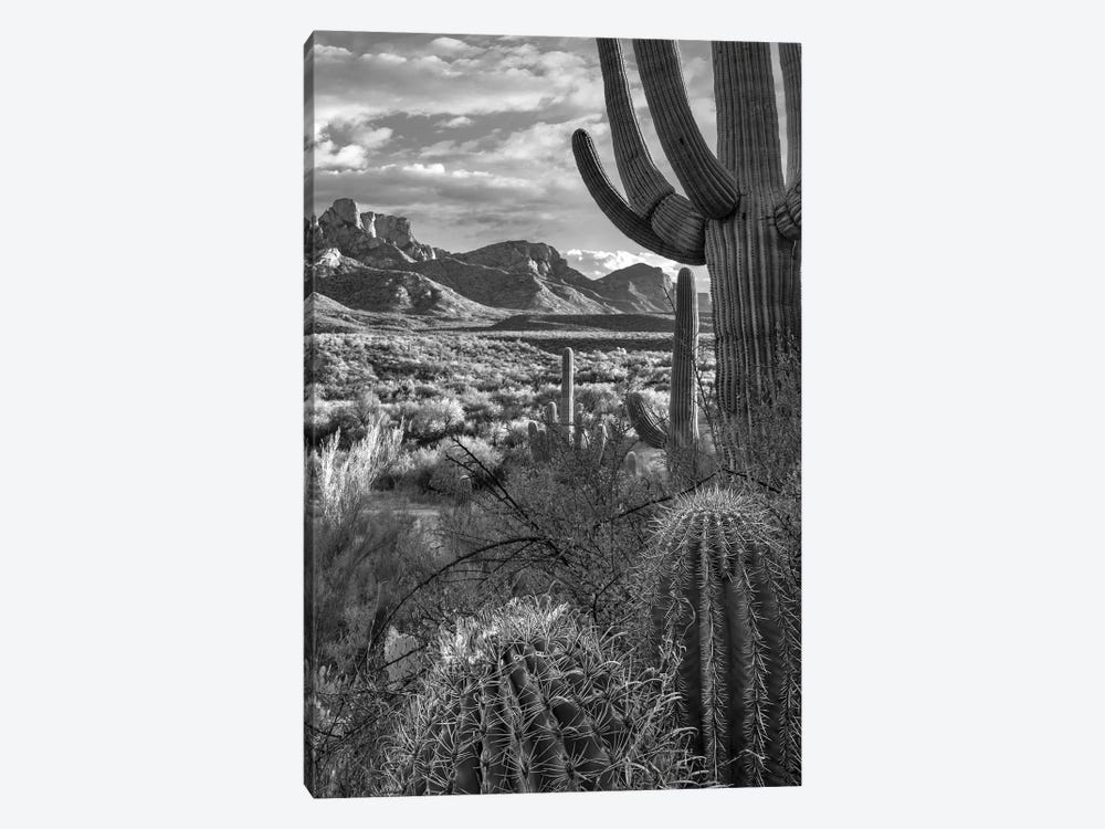 Saguaro and barrel cacti, Sant Catalina Mountains, Catalina State Park, Arizona by Tim Fitzharris 1-piece Canvas Wall Art