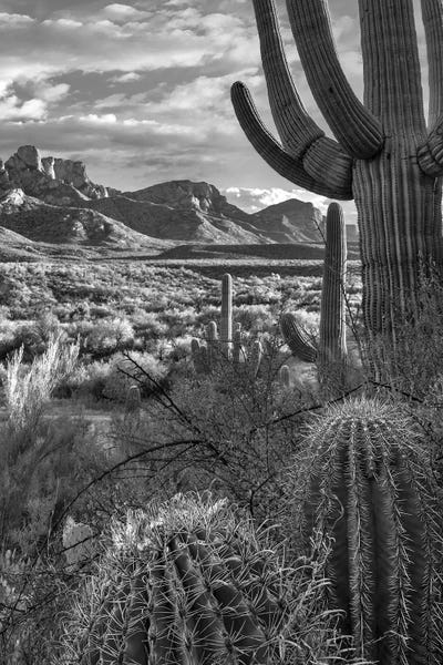 Minden Pictures: Saguaro and barrel cacti, Sant Catalina Mountains, Catalina State Park, Arizona by Tim Fitzharris