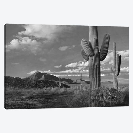 Saguaro and Teddybear Cholla cacti and the Picacho Mountains from Picacho Peak State Park, Arizona Canvas Print #TFI1742} by Tim Fitzharris Canvas Wall Art