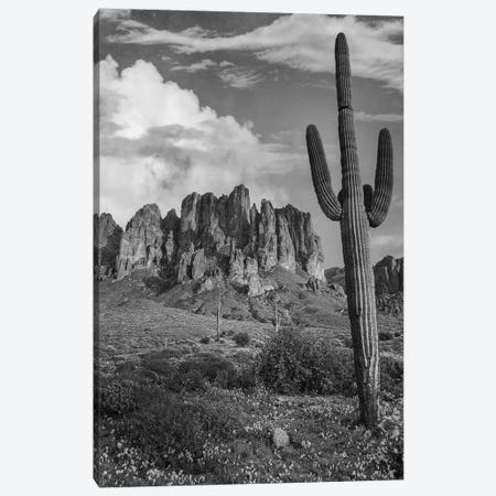 Saguaro and the Superstition Mountains, Lost Dutchman State Park, Arizona Canvas Print #TFI1743} by Tim Fitzharris Canvas Artwork