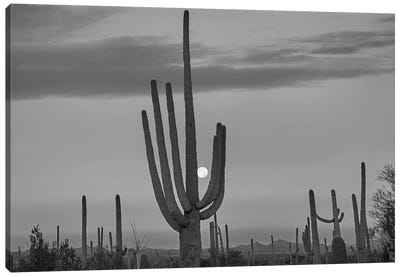 Saguaro cacti and moon, Saguaro National Park,  Arizona Canvas Art Print - Desert Landscape Photography