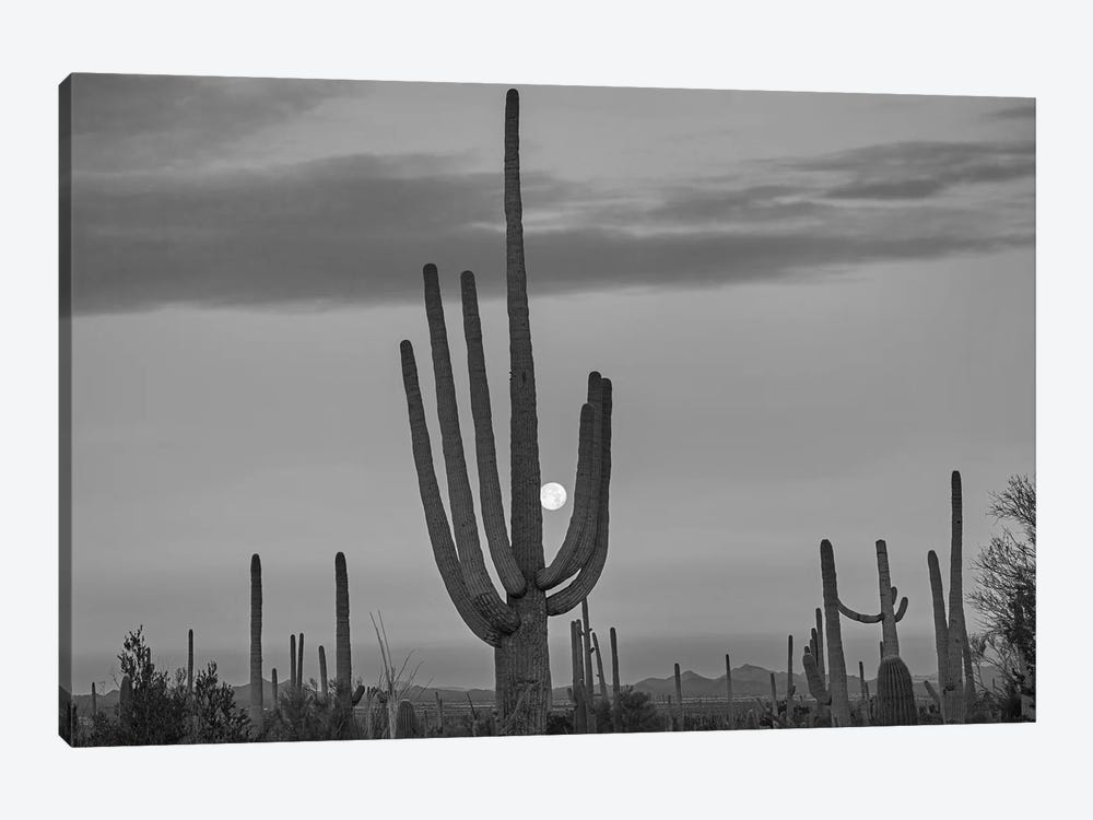 Saguaro cacti and moon, Saguaro National Park,  Arizona by Tim Fitzharris 1-piece Canvas Artwork