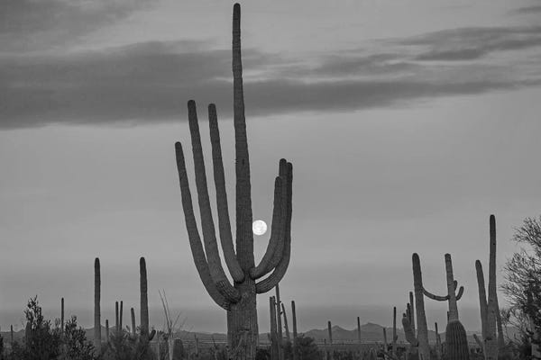 Cacti: Saguaro cacti and moon, Saguaro National Park,  Arizona by Tim Fitzharris