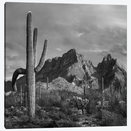 Saguaro cacti, Ajo Mountains, Organ Pipe Cactus National Monument, Arizona Canvas Print #TFI1747} by Tim Fitzharris Canvas Print