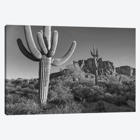Saguaro cacti, Arizona Canvas Print #TFI1748} by Tim Fitzharris Canvas Art