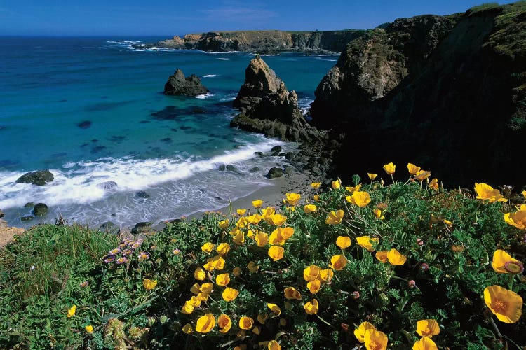 California Poppy Cluster Growing On Coastal Cliff, Jughandle State Reserve, Mendocino County, California