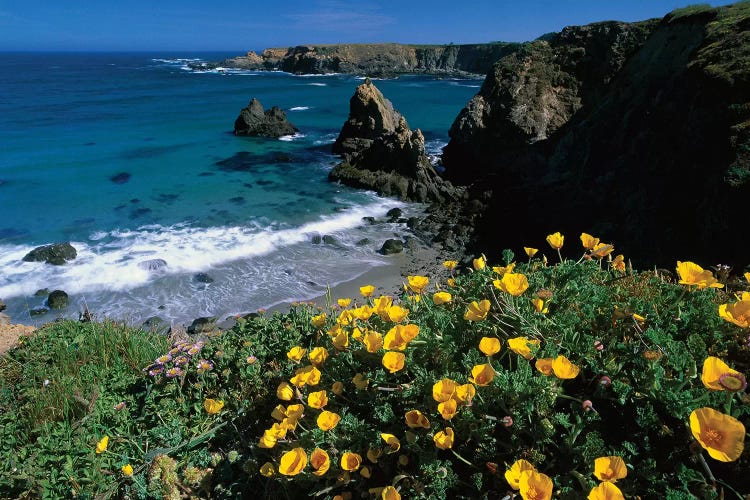 California Poppy Cluster Growing On Coastal Cliff, Jughandle State Reserve, Mendocino County, California by Tim Fitzharris wall art