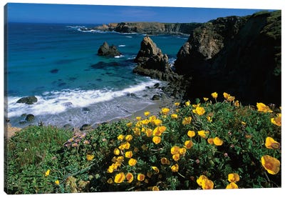 California Poppy Cluster Growing On Coastal Cliff, Jughandle State Reserve, Mendocino County, California Canvas Art Print
