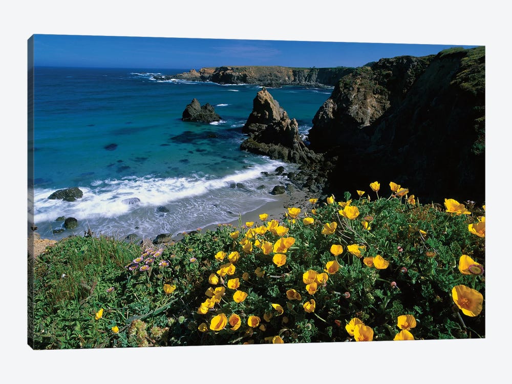 California Poppy Cluster Growing On Coastal Cliff, Jughandle State Reserve, Mendocino County, California by Tim Fitzharris 1-piece Canvas Art