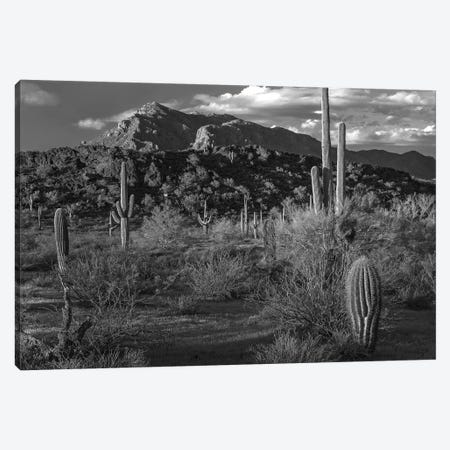 Saguaro cacti, Picacho Mountains, Picacho Peak State Park, Arizona Canvas Print #TFI1750} by Tim Fitzharris Canvas Art Print