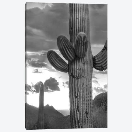 Saguaro cacti, Tucson Mountains, Arizona Canvas Print #TFI1751} by Tim Fitzharris Art Print