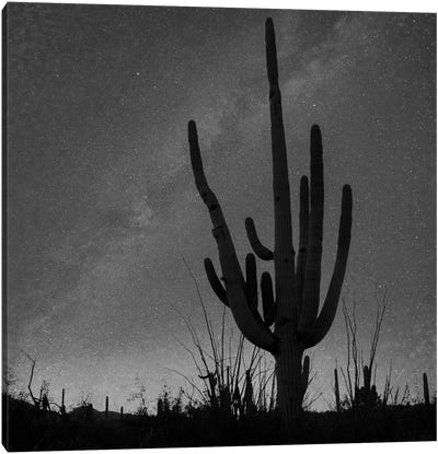 Saguaro cactus and the Milky Way, Saguaro National Park, Arizona Canvas Art Print - Milky Way Galaxy Art