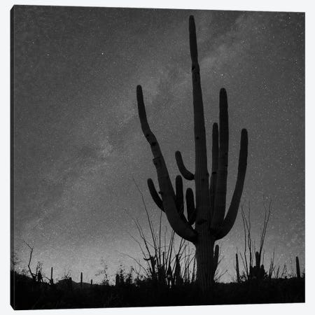 Saguaro cactus and the Milky Way, Saguaro National Park, Arizona Canvas Print #TFI1757} by Tim Fitzharris Canvas Art
