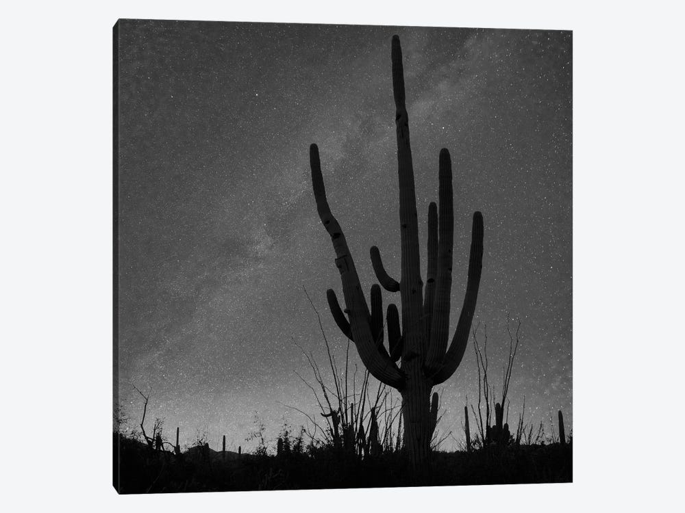 Saguaro cactus and the Milky Way, Saguaro National Park, Arizona by Tim Fitzharris 1-piece Canvas Art