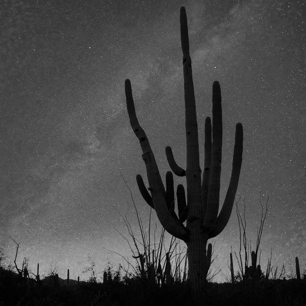 Minden Pictures: Saguaro cactus and the Milky Way, Saguaro National Park, Arizona by Tim Fitzharris
