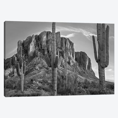 Saguaros and Superstition Mountains, Lost Dutchman State Park, Arizona Canvas Print #TFI1759} by Tim Fitzharris Art Print