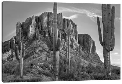Saguaros and Superstition Mountains, Lost Dutchman State Park, Arizona Canvas Art Print - Succulent Art
