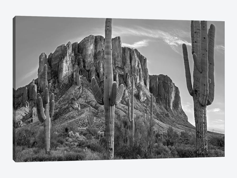 Saguaros and Superstition Mountains, Lost Dutchman State Park, Arizona by Tim Fitzharris 1-piece Canvas Art