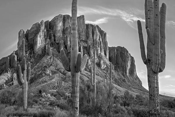 Arizona: Saguaros and Superstition Mountains, Lost Dutchman State Park, Arizona by Tim Fitzharris