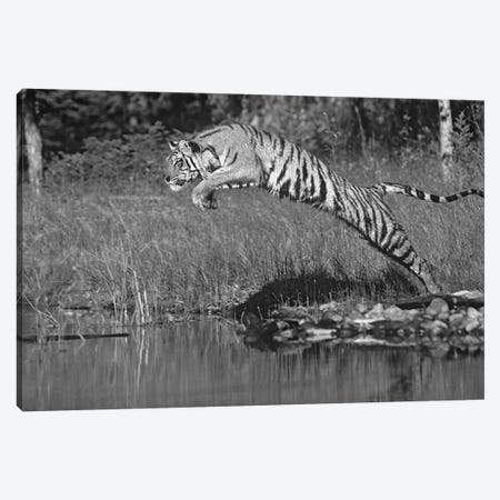Siberian Tiger leaping across river, Asia Canvas Print #TFI1769} by Tim Fitzharris Canvas Art