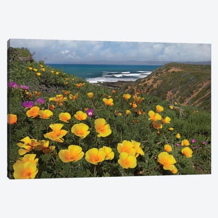 California Poppy Field, Montano De Oro State Park, California Canvas Print #TFI176} by Tim Fitzharris Canvas Print
