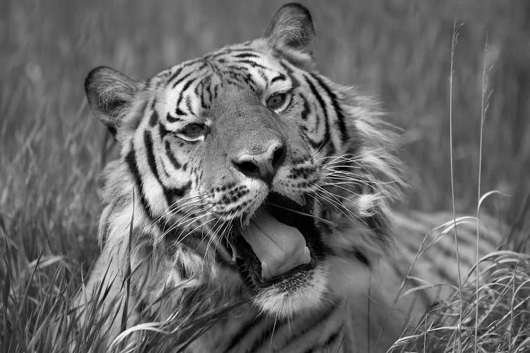 Siberian Tiger yawning, endangered, native to Siberia