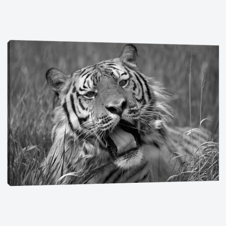 Siberian Tiger yawning, endangered, native to Siberia Canvas Print #TFI1774} by Tim Fitzharris Canvas Art
