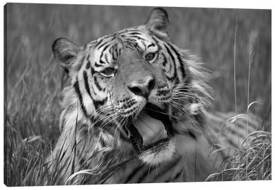 Siberian Tiger yawning, endangered, native to Siberia Canvas Art Print - Tiger Art