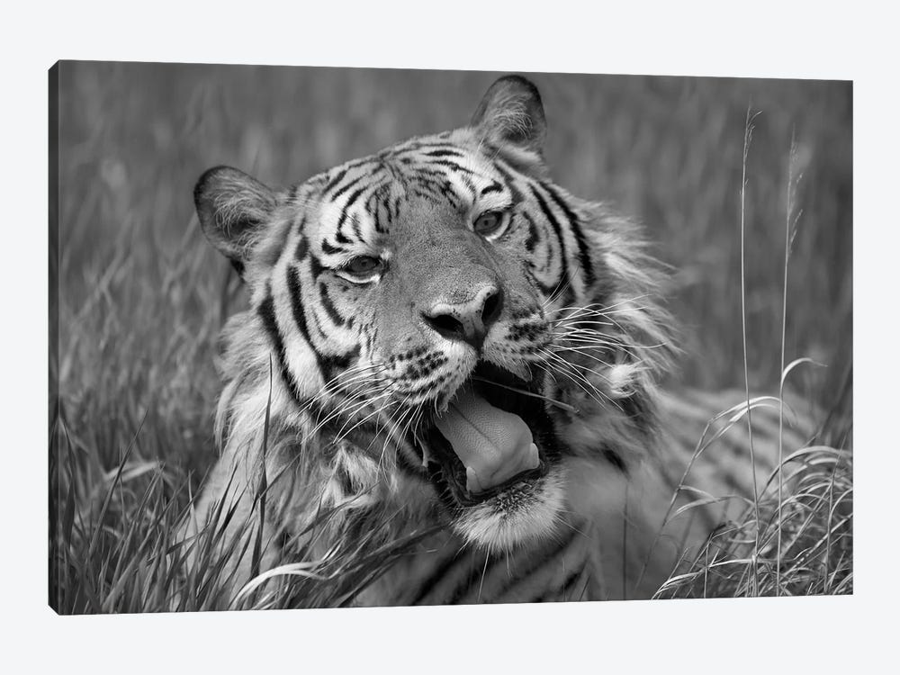 Siberian Tiger yawning, endangered, native to Siberia by Tim Fitzharris 1-piece Canvas Art Print