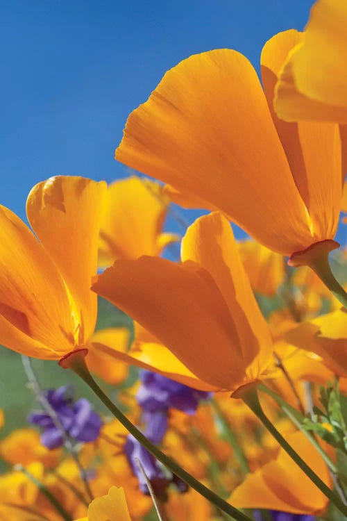 California Poppy Flowers, Antelope Valley, California II