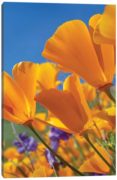 California Poppy Flowers, Antelope Valley, California II Canvas Art Print - Macro Photography
