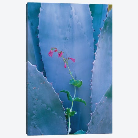 Agave And Parry's Penstemon Close Up, North America I Canvas Print #TFI17} by Tim Fitzharris Canvas Artwork