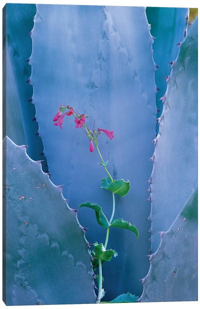 Agave And Parry's Penstemon Close Up, North America I Canvas Art Print - Macro Photography