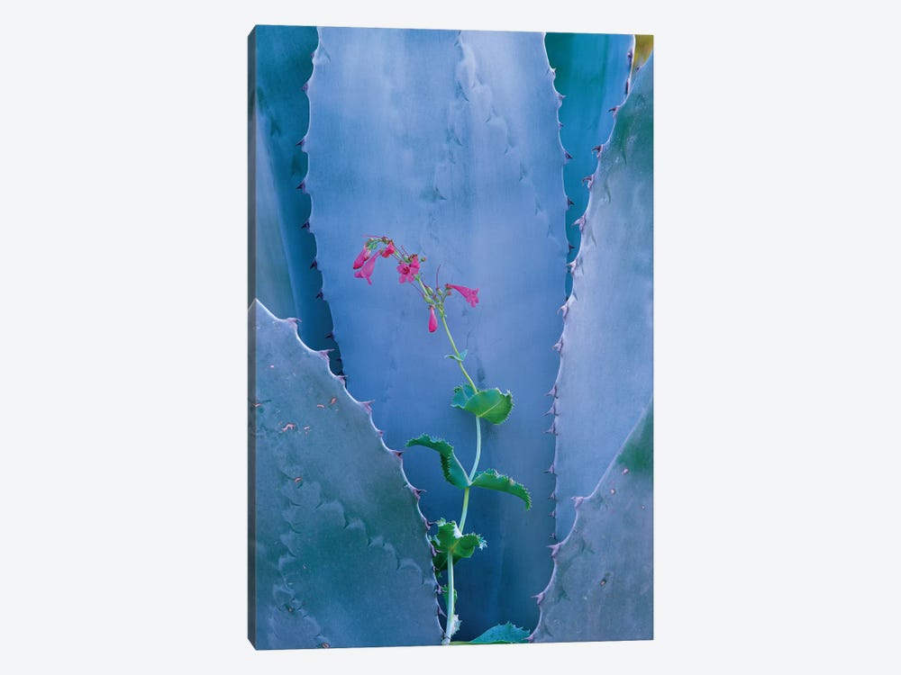 Agave And Parry's Penstemon Close Up, North America I by Tim Fitzharris 1-piece Canvas Wall Art
