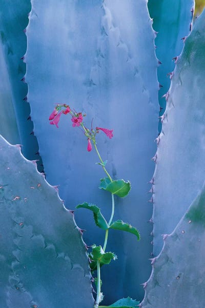 Agave And Parry's Penstemon I Close Up, North America