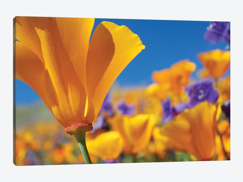 California Poppy Flowers, Antelope Valley, California III by Tim Fitzharris 1-piece Canvas Print