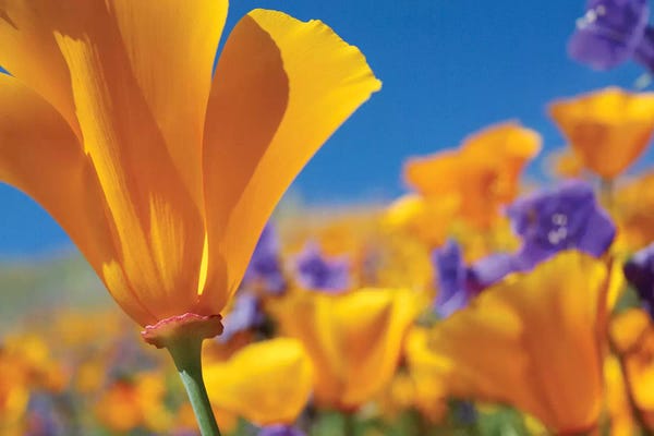 Minden Pictures: California Poppy Flowers, Antelope Valley, California III by Tim Fitzharris