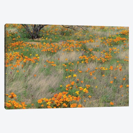 California Poppy Meadow With Grasses, California Canvas Print #TFI181} by Tim Fitzharris Art Print