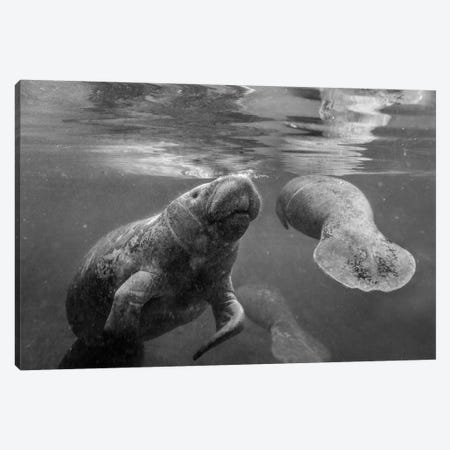 West Indian Manatee mother and calf surfacing, Crystal River, Florida Canvas Print #TFI1826} by Tim Fitzharris Canvas Art