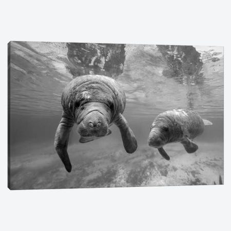 West Indian Manatee mother and calf, Crystal River, Florida Canvas Print #TFI1827} by Tim Fitzharris Canvas Art