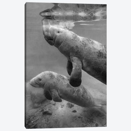 West Indian Manatee mother and calf, Crystal River, Florida Canvas Print #TFI1828} by Tim Fitzharris Canvas Print