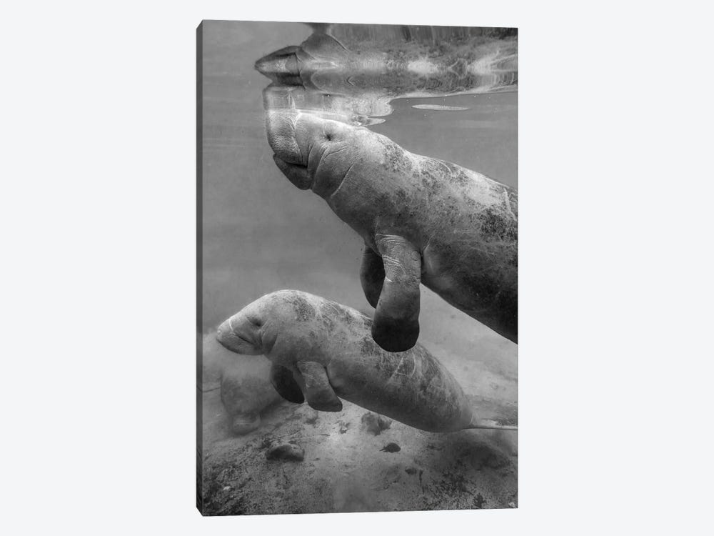 West Indian Manatee mother and calf, Crystal River, Florida by Tim Fitzharris 1-piece Canvas Wall Art